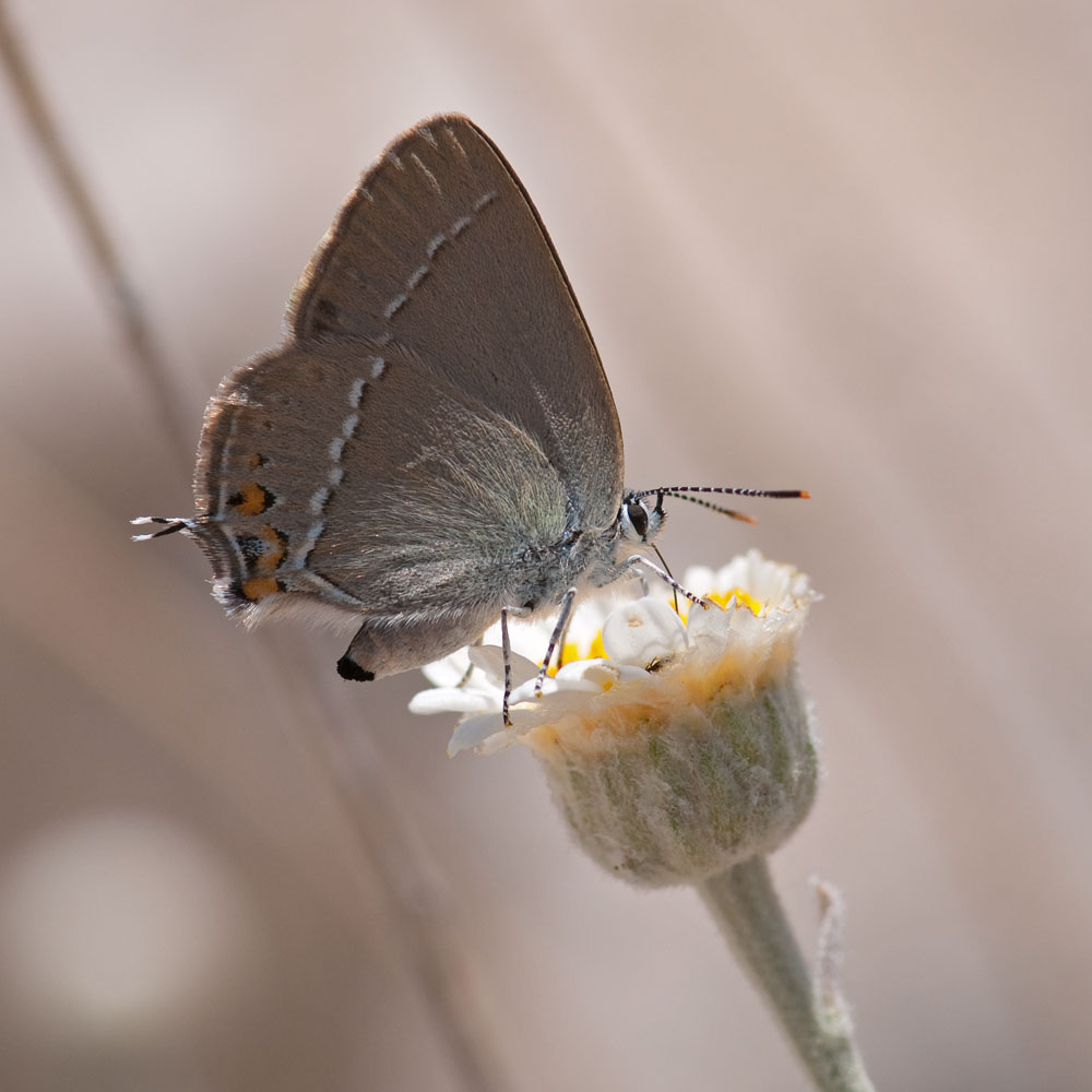 Satyrium acaciae